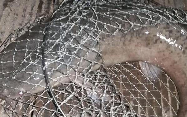 22磅重的鲶鱼—鲶鱼重量