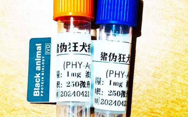 猪菌_猪什么是阳性菌