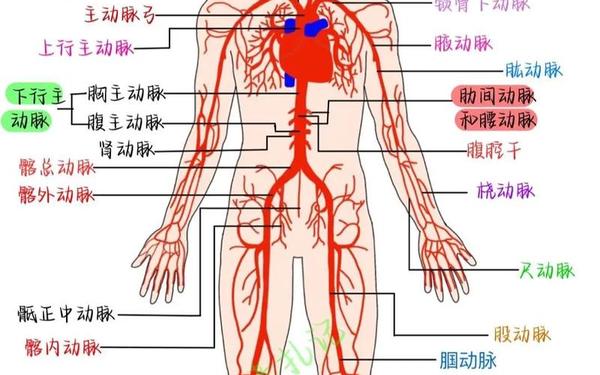 血地图(人体血液分布图解)