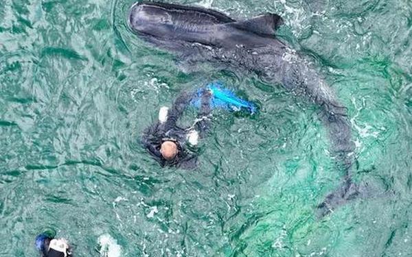 潜水员下水喂食时被大鱼咬头—男孩游泳被鱼咬