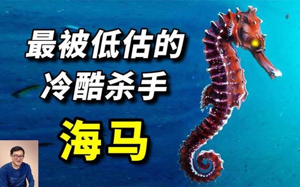 鲸鱼和海马哪个属于真正的鱼_海马算不算鱼类