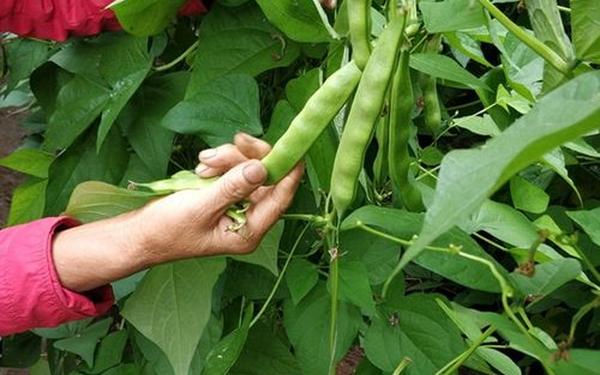 九月青豆角产自_九月青豆角种植时间