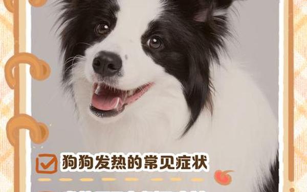 狗狗身上调节体温的汗腺主要分布在哪里_猫狗身上有汗腺吗