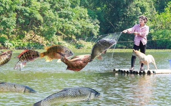 打鱼 捕鱼