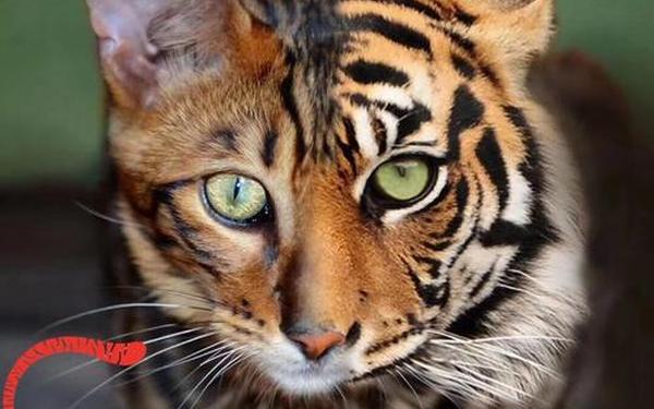 虎纹猫家园,身上有虎纹的猫
