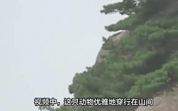 游客拍到珍稀云豹？专家-是大橘猫(四大灵猫哪四种)