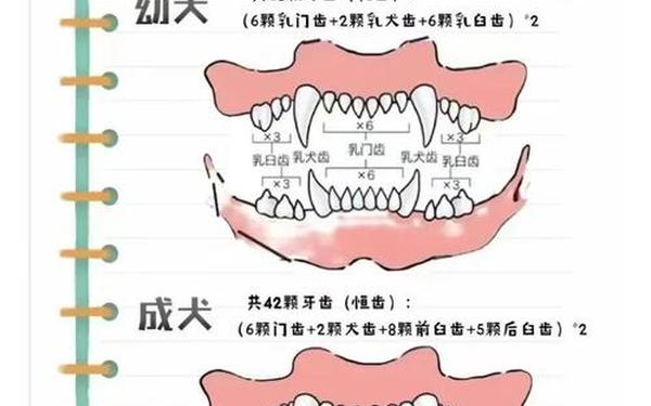 动物一生都在换牙(人有几次换牙)