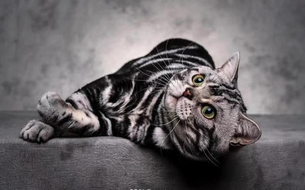 完美猫 短美猫