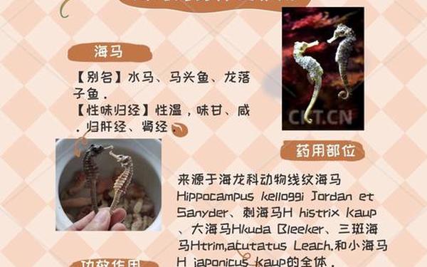鲸鱼和海马哪个属于真正的鱼_海马算不算鱼类