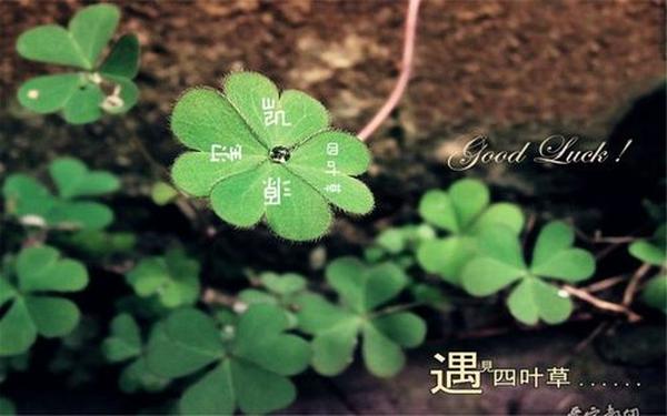 幸运四叶草-555幸运四叶草成员