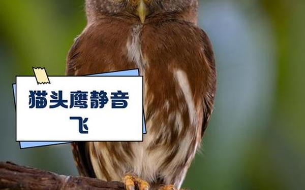 猫头鹰一家在南京相继热中暑—猫头鹰属于几级国家保护动物