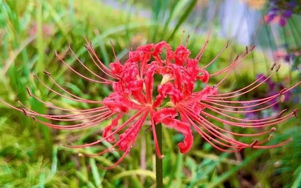 创造与魔法彼岸花怎么摘 彼岸花在哪里摘