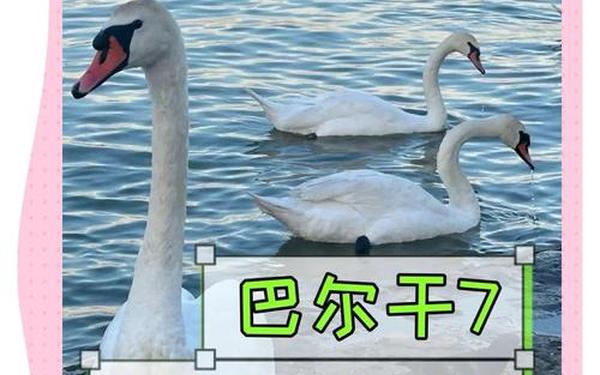 家里饲养的大鹅它们的祖先是—天鹅的祖先是什么动物