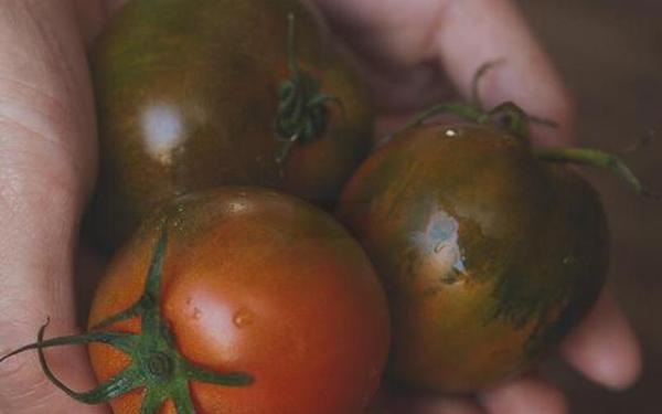航天员回家第一餐有草莓味的西红柿-航天员太空吃食品 航天员回家第一餐有草莓味的西红柿-航天员太空吃食品