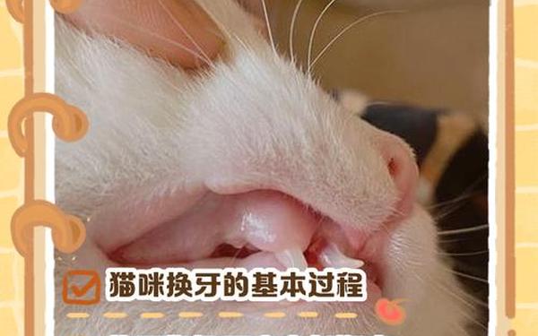 哪种动物一生都在换牙,动物有没有换牙的过程