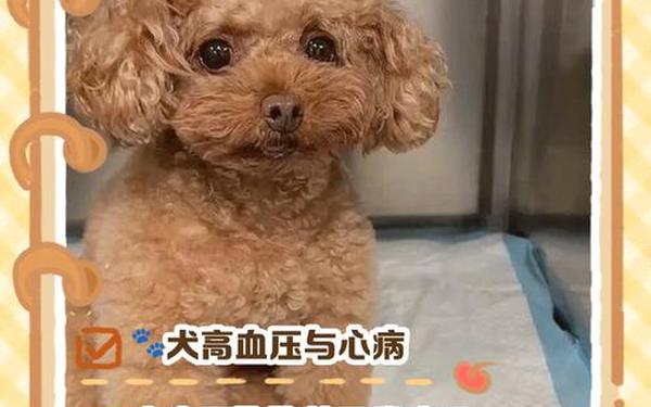 哪种动物高血压(动物血压排行榜)