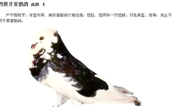 鸽子小姐—上白石麻央的品种介绍和特点介绍