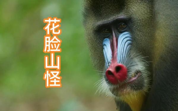 世界上最大的猴子是—最大动物是什么