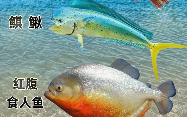 哪种动物生活在海里属于真正的鱼 哪种动物是真正的鱼