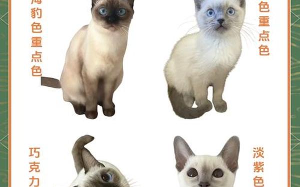 x猫,暹罗猫