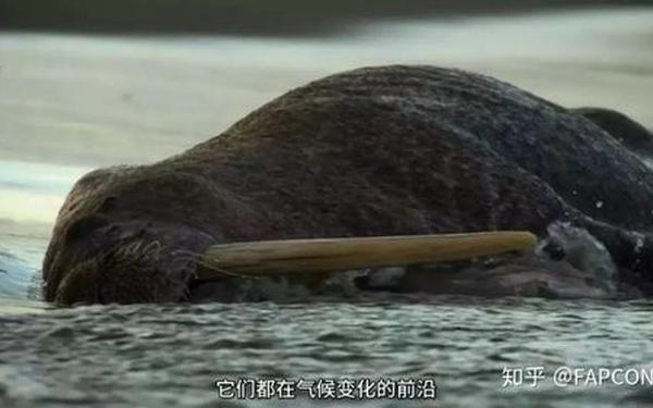 加拿大最后一个完整北极冰架坍塌—加拿大北极冰参
