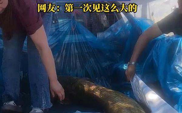 22磅重的鲶鱼—鲶鱼重量