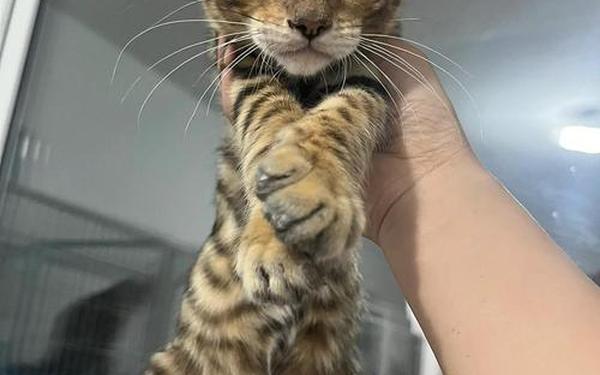 虎纹猫家园,身上有虎纹的猫