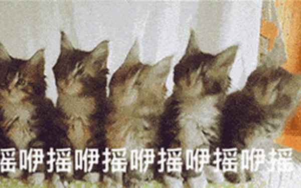 抖音五只猫摇头表情包_左右摇头的猫咪gif图