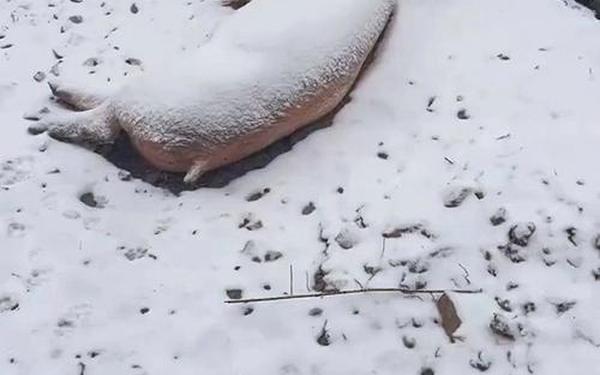 东北居民网购宠物猪收到已冻僵,宠物猪惨死