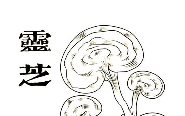 小说中千年灵芝_本草纲目灵芝记载