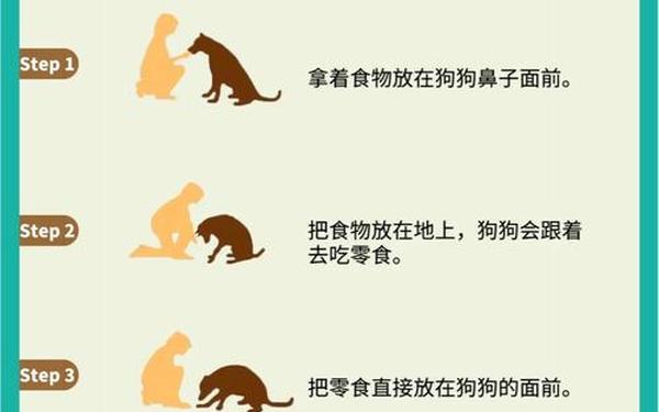 小狗8个星期学会开车_狗狗训练教程18个技巧