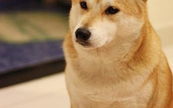 心动奇迹2_柴犬奇迹物语动画片