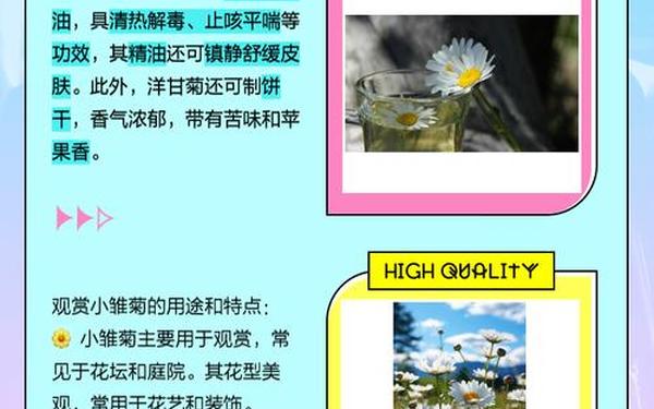 桂雏菊出场集数,洋甘菊和小雏菊的区别