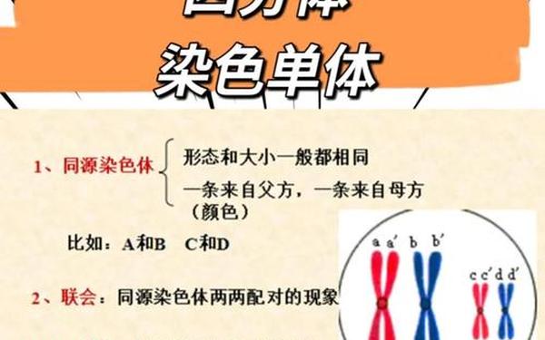分裂细胞6(人一生细胞裂变多少次)