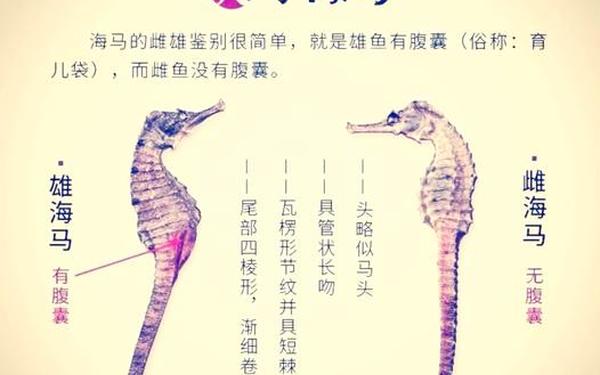 海马和鲸鱼哪个属于真正的鱼_海马是卵生还是胎生
