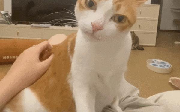 抖音五只猫摇头表情包_左右摇头的猫咪gif图 抖音五只猫摇头表情包_左右摇头的猫咪gif图