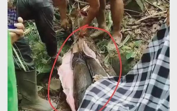 巨蟒闯入狗舍生吞一只30斤狗_一条蛇钻进女人的人肚脐眼里