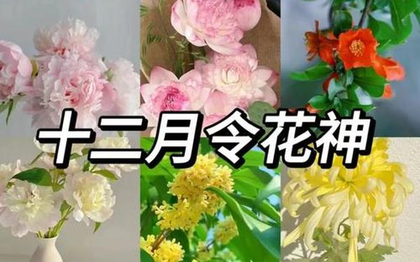 花神(花神的作用与功效)