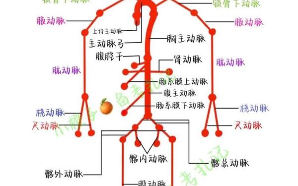 血地图(人体血液分布图解)