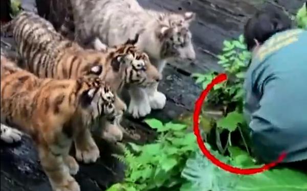 工作人员帮游客捡手机被幼虎围观(乘客捡到手机不承认捡到怎么办)