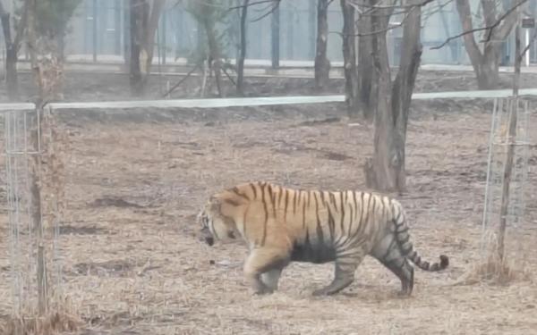 掠食流程攻略—掠食攻略全流程