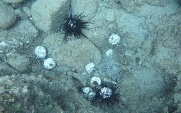 北海道9成海胆死亡空壳遍布海滩,海胆最好的季节