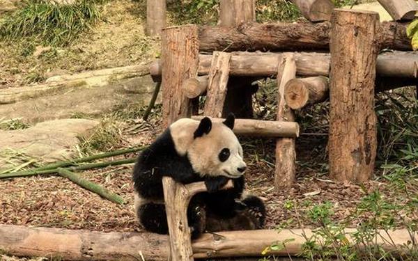 熊族 成都熊族