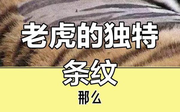 什么动物拥有和人类相似的指纹-指纹的三类九种图片