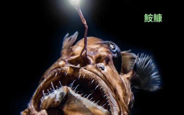 打孔巨匠的海洋生物 神奇的深海生物