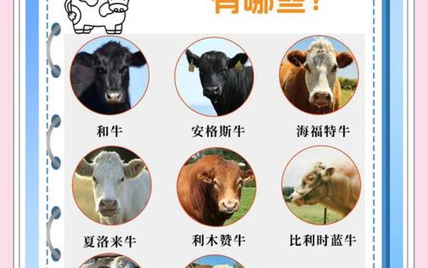 肥牛不包括(肥牛的种类)