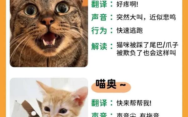 哪种动物叫声和猫咪差不多-各种猫科动物的叫声