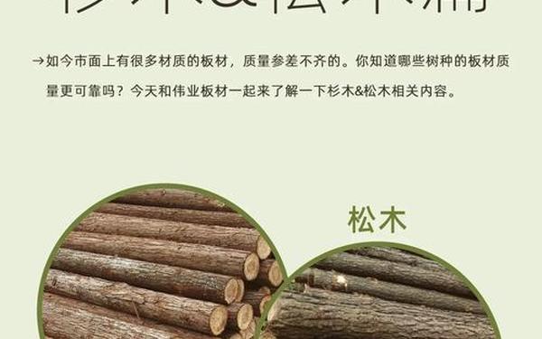 松木的力量—索柯尔松木的秘密