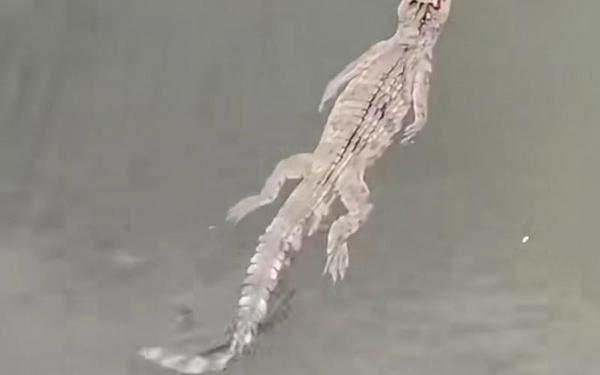鳄鱼被吓待水里溺死(鳄鱼在水里怎么呼吸)
