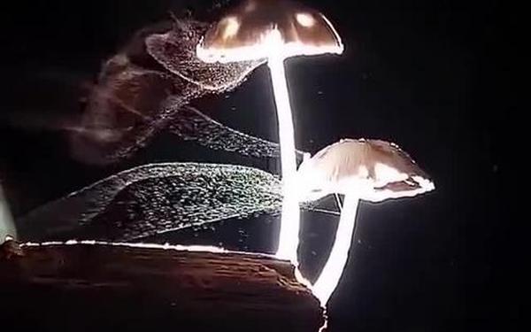 网友疑似过敏发现蘑菇在释放孢子(识别野生菌的软件)